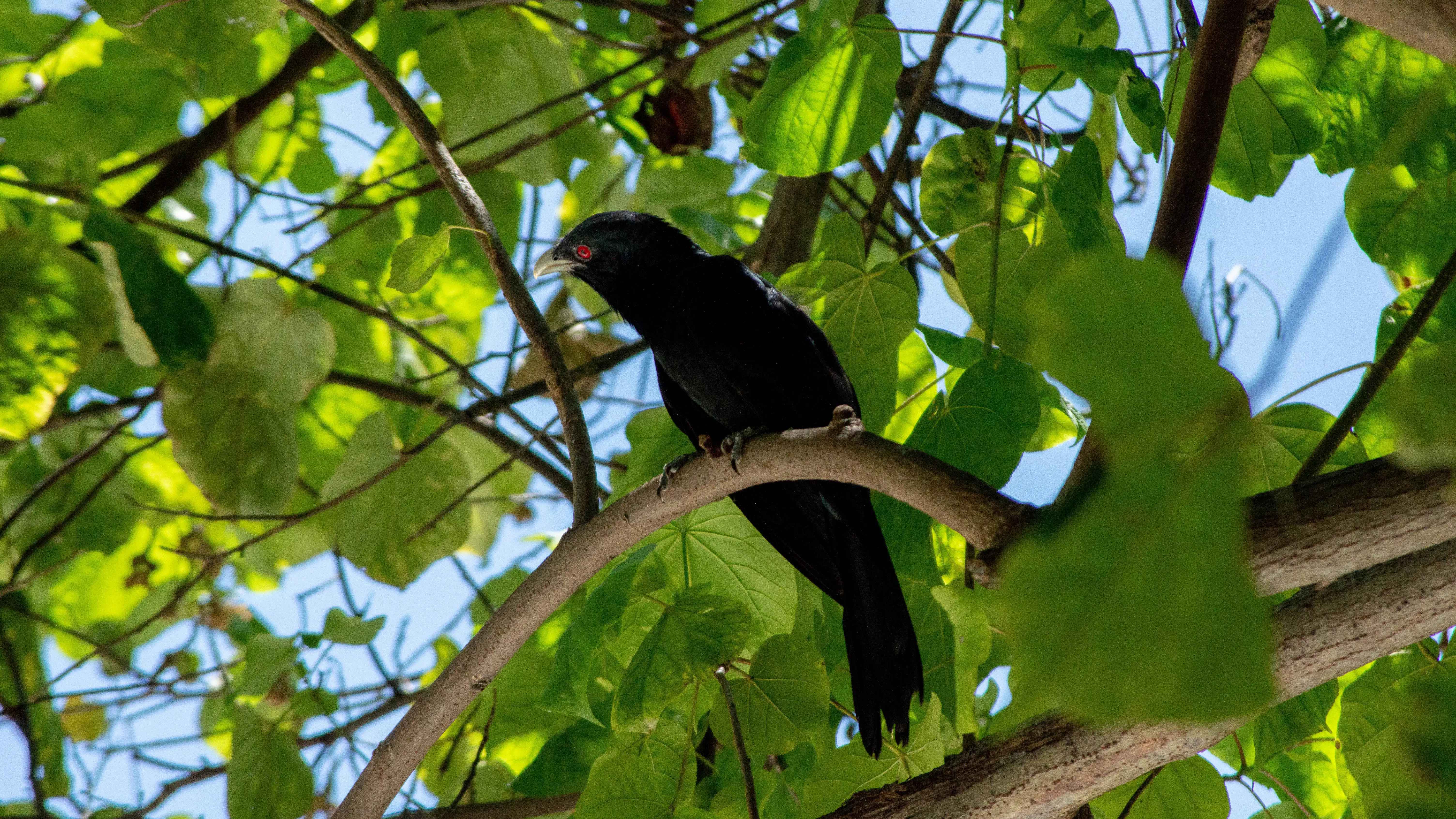 Asian Koel