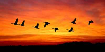 भारत में शीर्ष 5 प्रवासी पक्षी