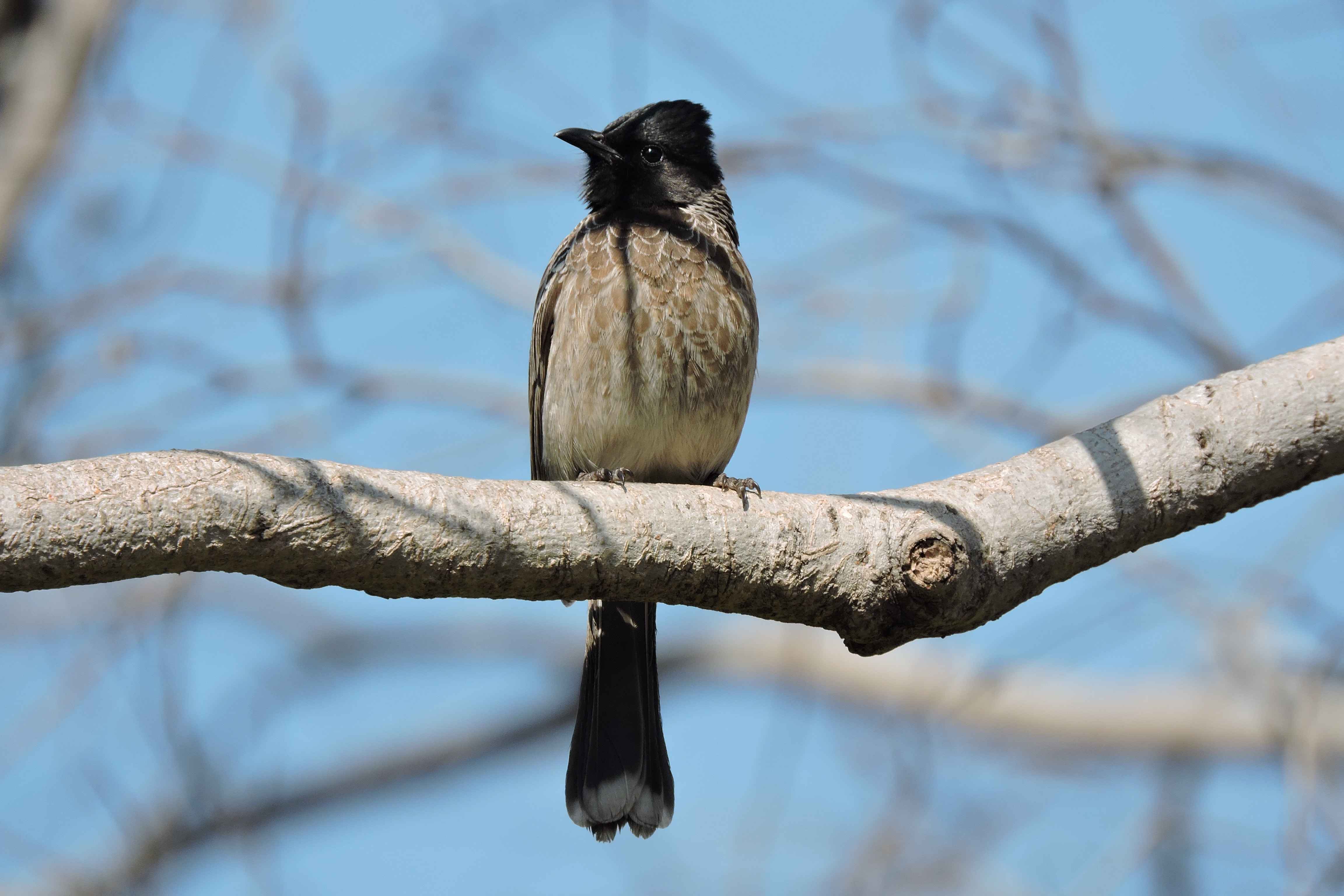 bird sitting on a tree