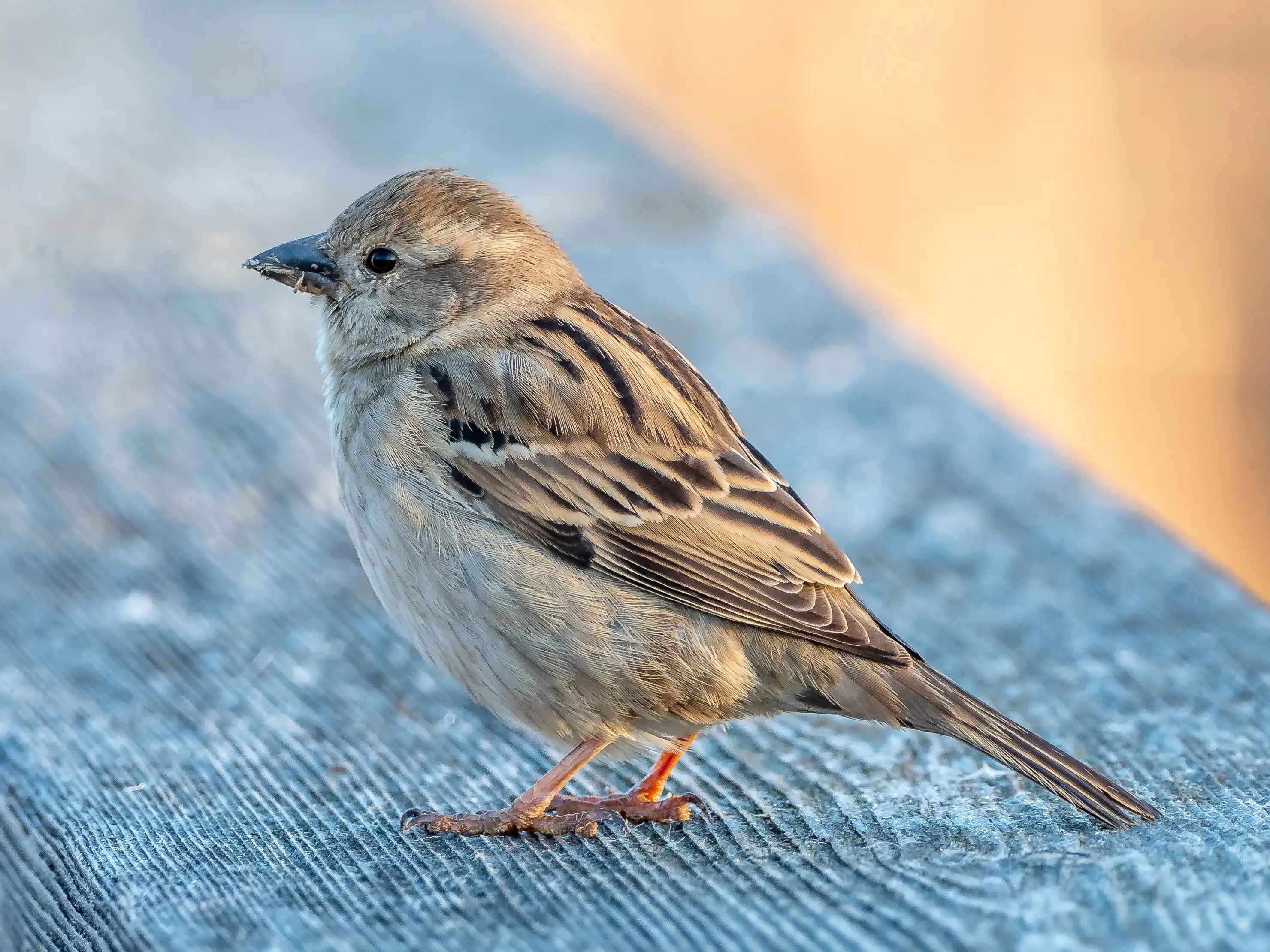 house sparrow