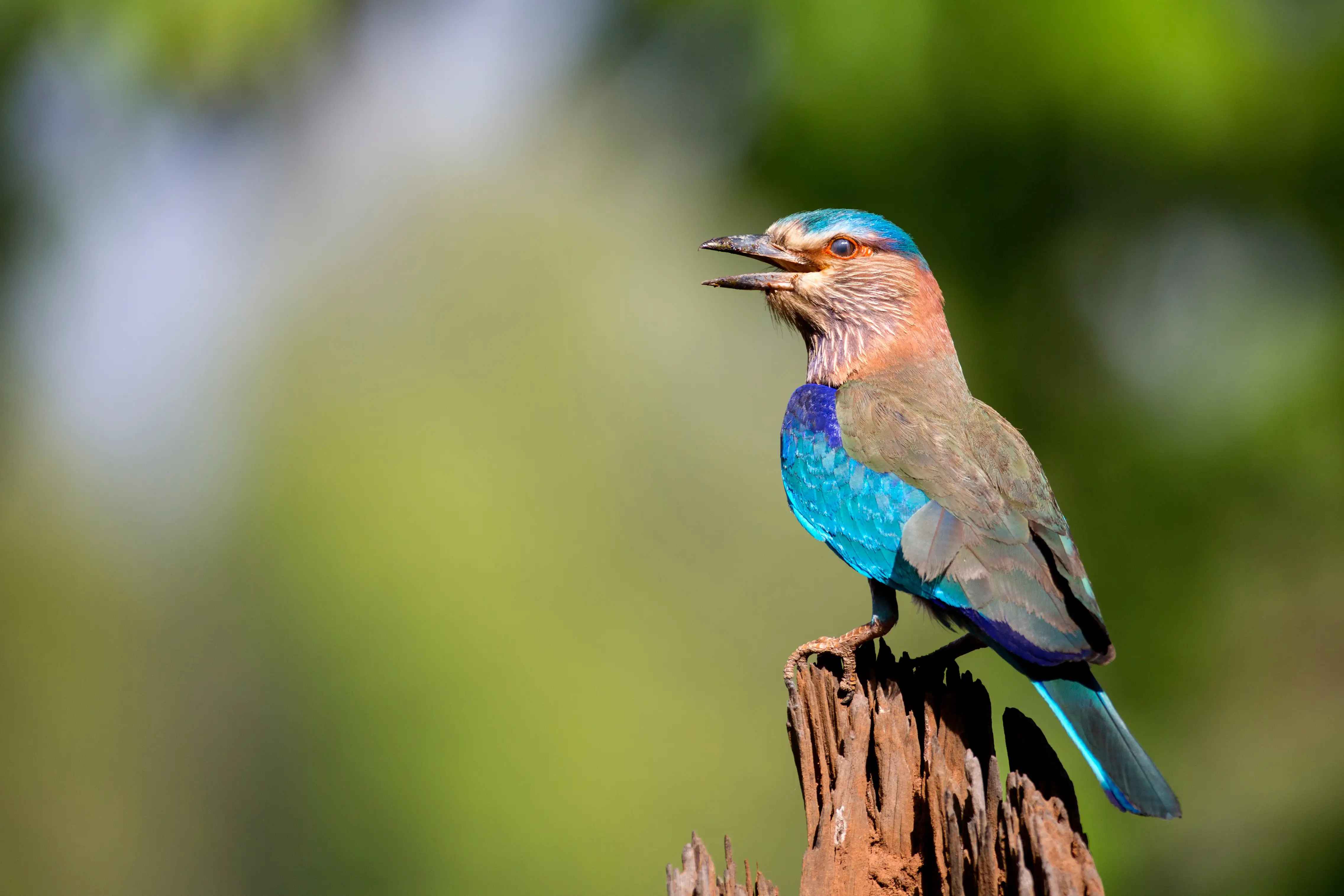 Indian Roller