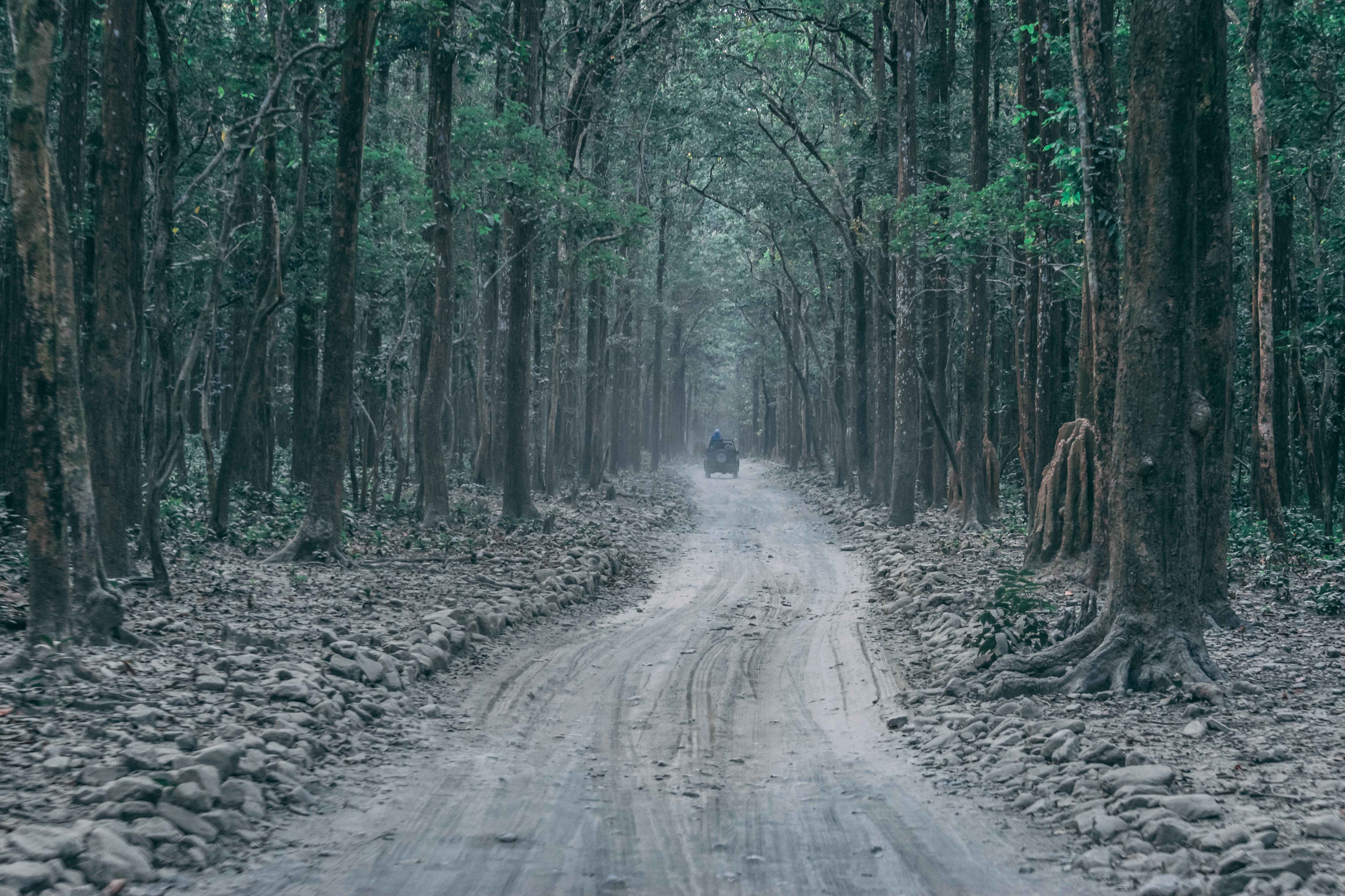 Jim Corbett National park safari