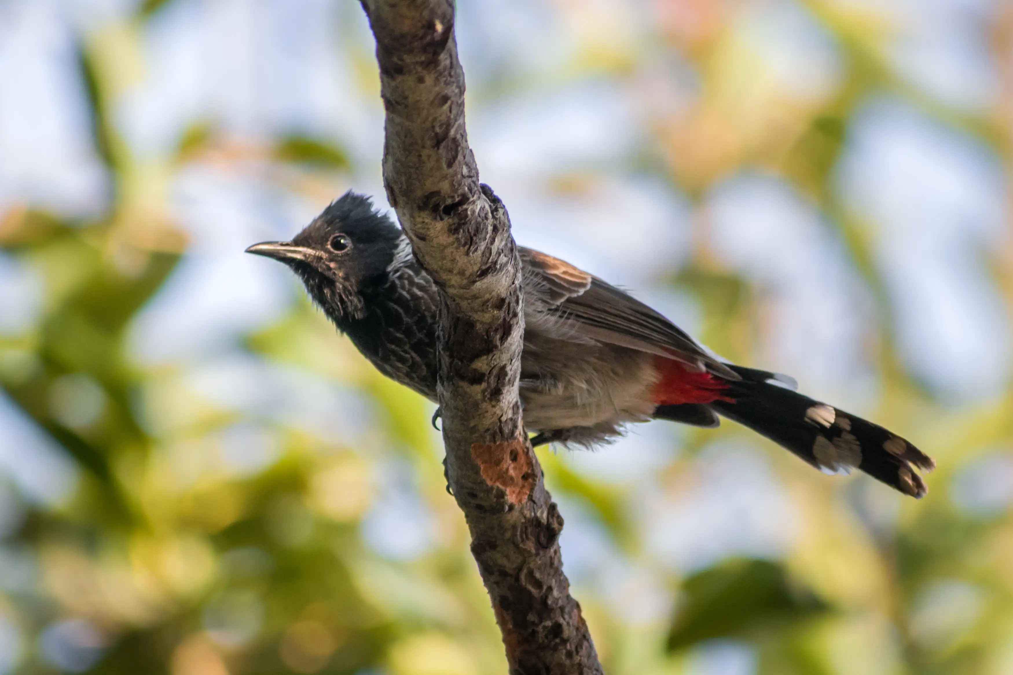 Red-vented Bulbul