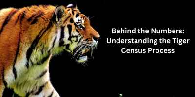 बाघों की जनसंख्या गणना प्रक्रिया कैसे होती है?
