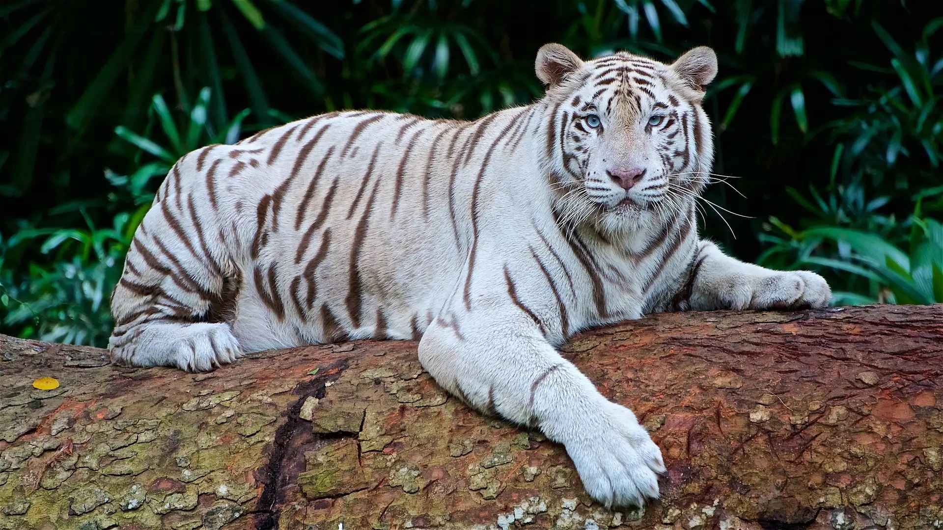 Image of a white tiger