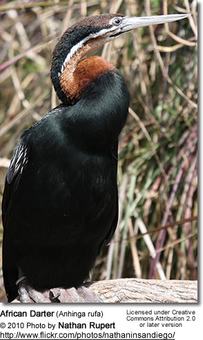 African Darter (Anhinga rufa)