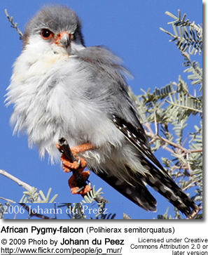 African Pygmy-falcon (Polihierax semitorquatus)