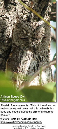 African Scops Owl