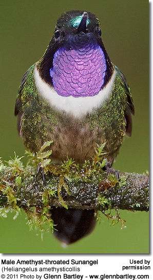 Male Amethyst-throated Hummingbird