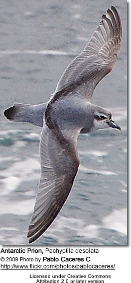 Antarctic Prion, Pachyptila desolata, also known as the Totorore