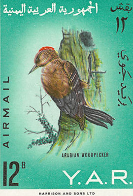 Arabian Woodpecker