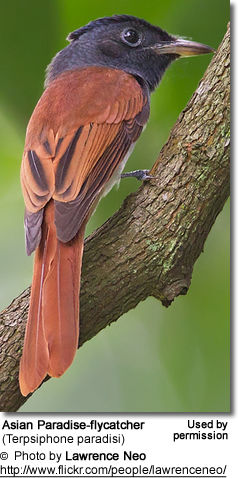 Asian Paradise Flycatchers (Terpsiphone paradisi)