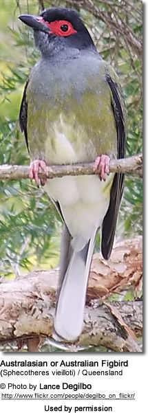 Australasian or Australian Figbird (Sphecotheres vieilloti)