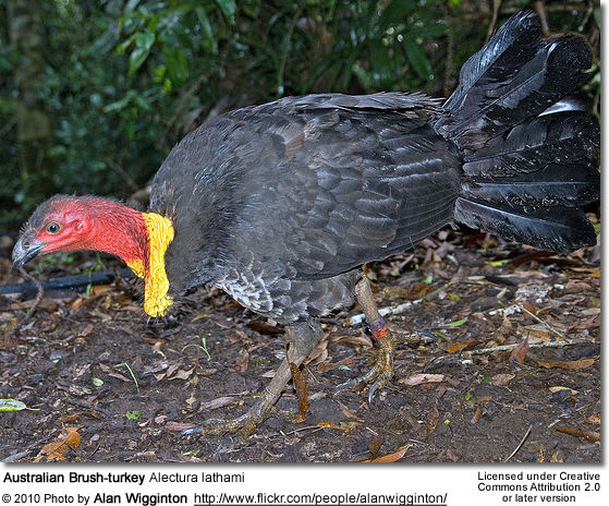 Panter Brug af en computer radioaktivitet Australian Brush-turkeys, also frequently called the Scrub Turkeys | Beauty  of Birds