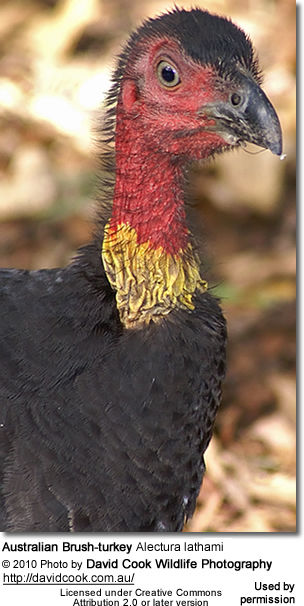 Brush-turkeys, also called Scrub Turkeys | of Birds