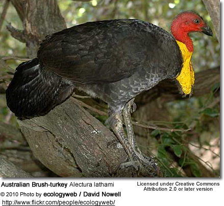 Panter Brug af en computer radioaktivitet Australian Brush-turkeys, also frequently called the Scrub Turkeys | Beauty  of Birds