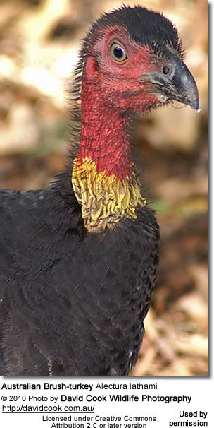 Australian Brush-turkey