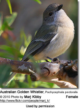 Australian Golden Whistler, Pachycephala pectoralis