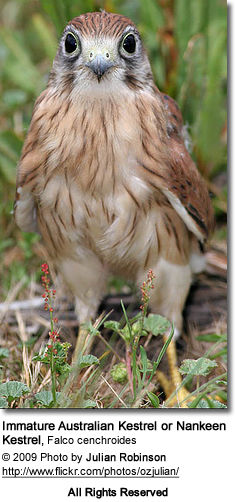 Australian Kestrel or Nankeen Kestrel (Falco cenchroides) - Immature