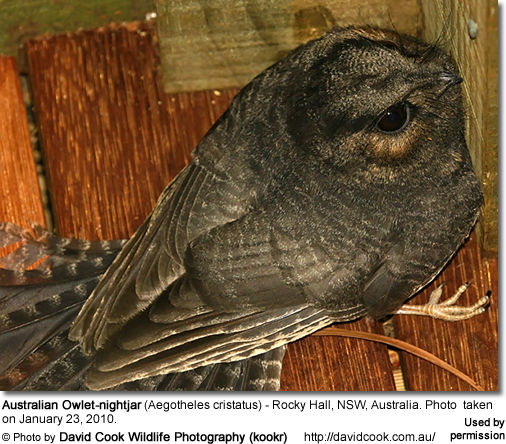 Australian Owlet-nightjar (Aegotheles cristatus) - Rocky Hall, NSW, Australia. Photo taken on January 23, 2010.