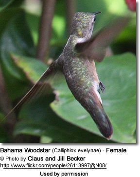 Bahama Woodstar (Calliphlox evelynae) - Female