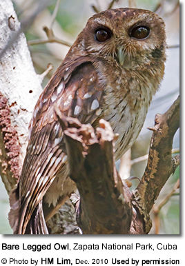 BareleggedOwl