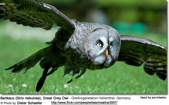 Bartkauz (Strix nebulosa), Great Grey Owl - Greifvogelstation Hellenthal, Germany