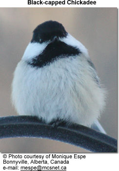 Black-capped Chickadee