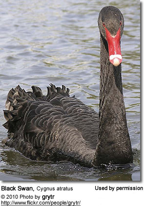 Swans | Beauty of Birds