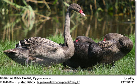 Swans | Beauty of Birds