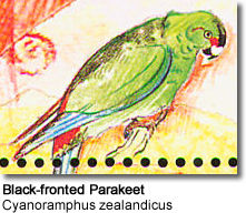 Black-fronted Parakeet Cyanoramphus zealandicus