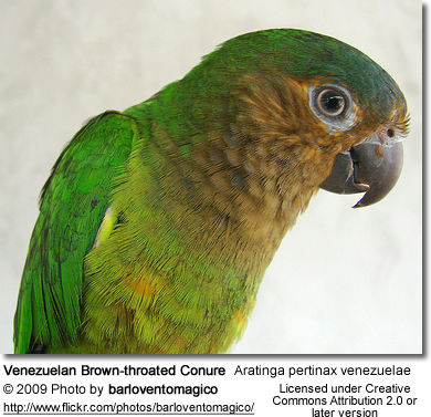 Brown-throated Parakeet