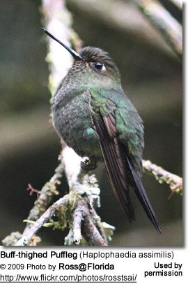 BuffthighedPuffleg