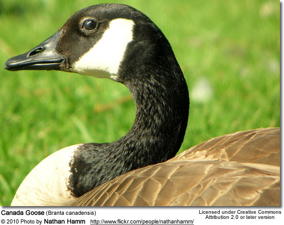 canada goose branta canadensis 80
