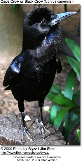 Cape Crow or Black Crow (Corvus capensis) i