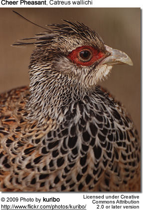 heer Pheasant, Catreus wallichi