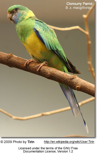 Australian Ringnecks | Beauty Birds