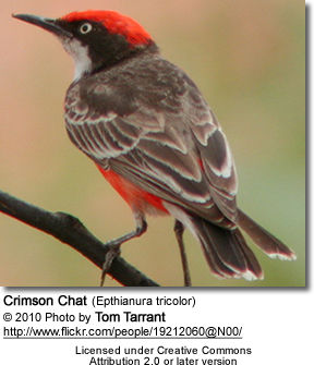 Crimson Chats Beauty Of Birds