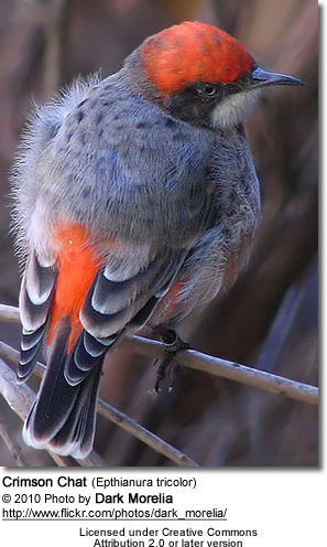 Crimson Chats Beauty Of Birds Crimson Chats Beauty Of Birds