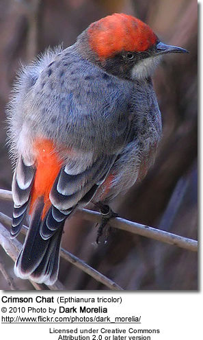 Crimson Chats Beauty Of Birds