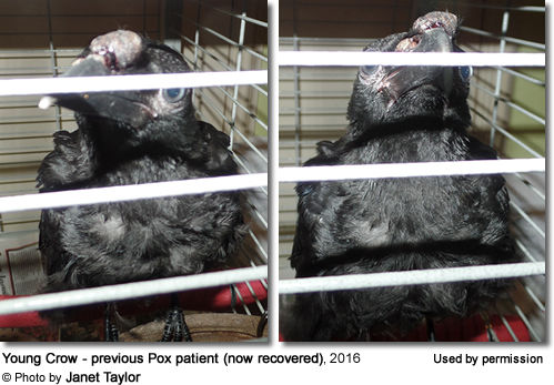 Crow suffering from Avian Pox