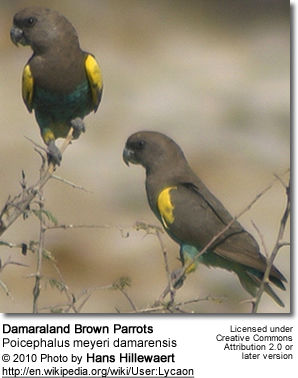 Damaraland Brown Parrots - Poicephalus meyeri damarensis