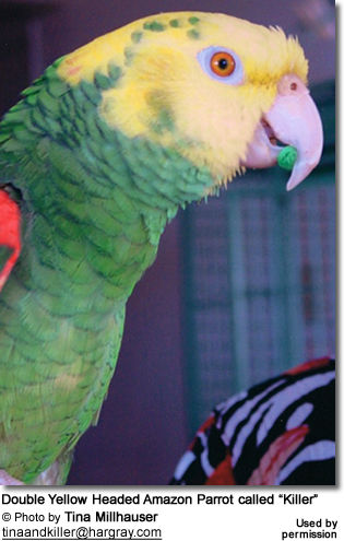 Double Yellow Headed Amazon Parrot called “Killer”