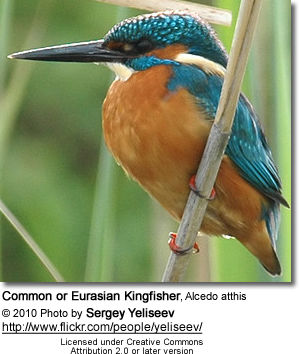 Common or Eurasian Kingfisher, Alcedo atthis