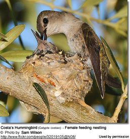 Costa's Hummingbird (Calypte costae) - Female feeding nestling