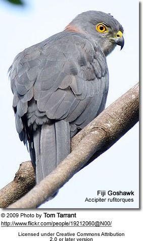 Fiji Goshawk (Accipiter rufitorques)