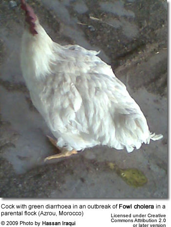 Cock with green diarrhoea in an outbreak of Fowl cholera in a parental flock (Azrou, Morocco)