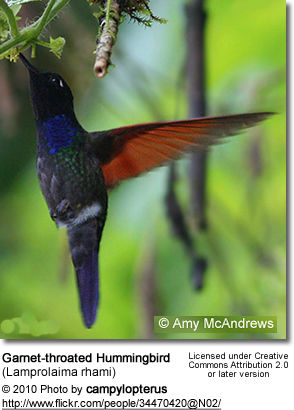 Garnet-throated Hummingbird (Lamprolaima rhami