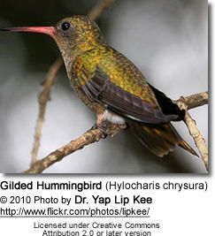 Gilded Hummingbird (Hylocharis chrysura)