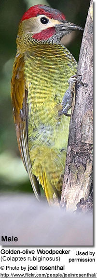Golden-olive Woodpecker (Colaptes rubiginosus)